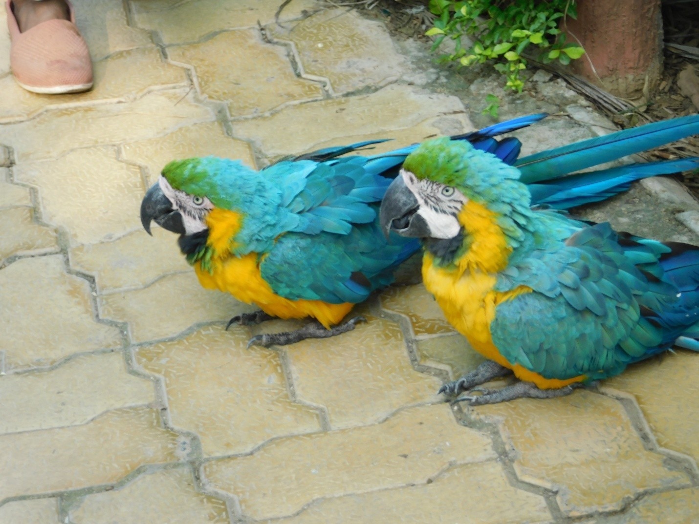 Sardar Patel Zoo Bird Section
