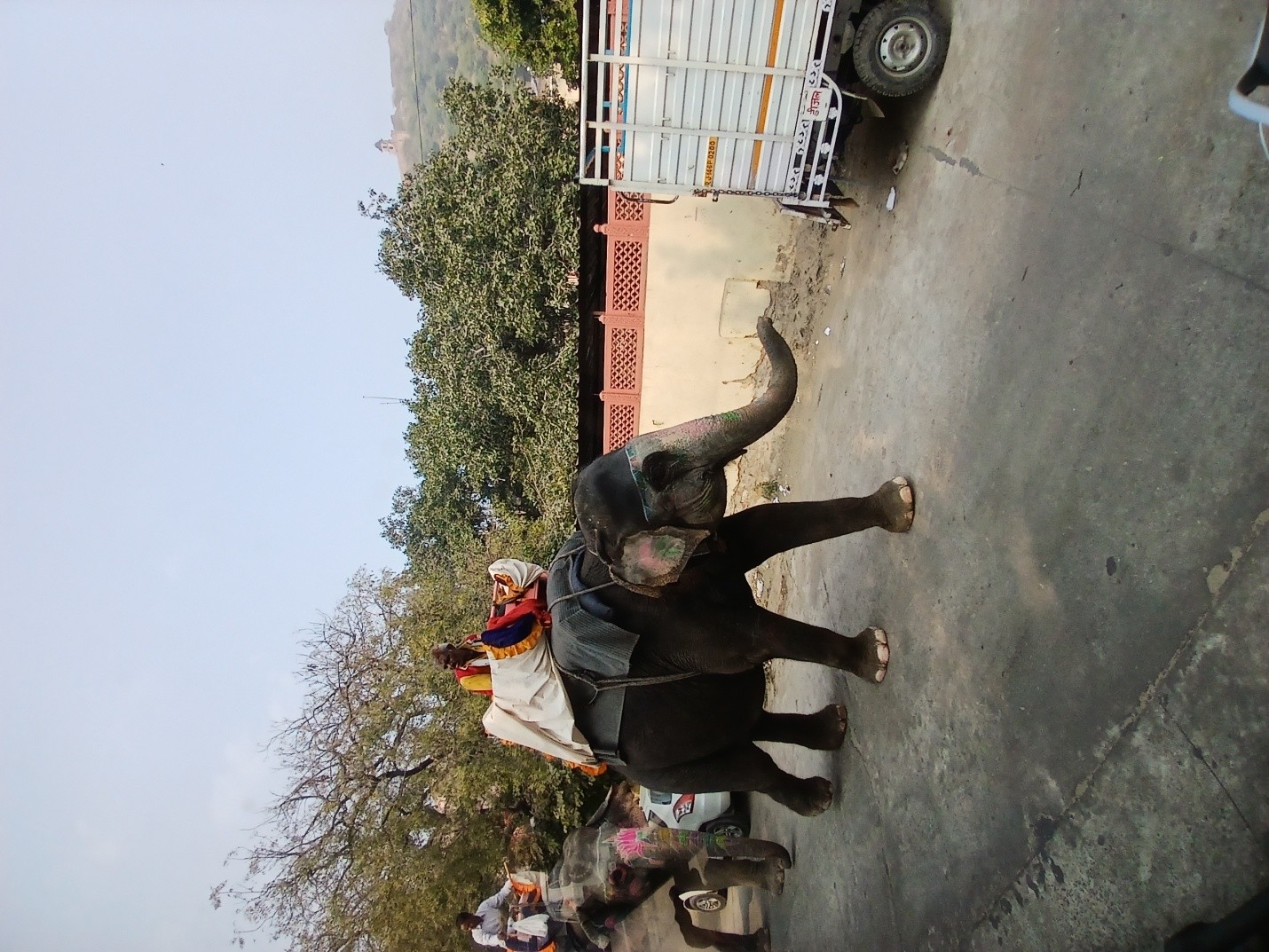Elephant Ride