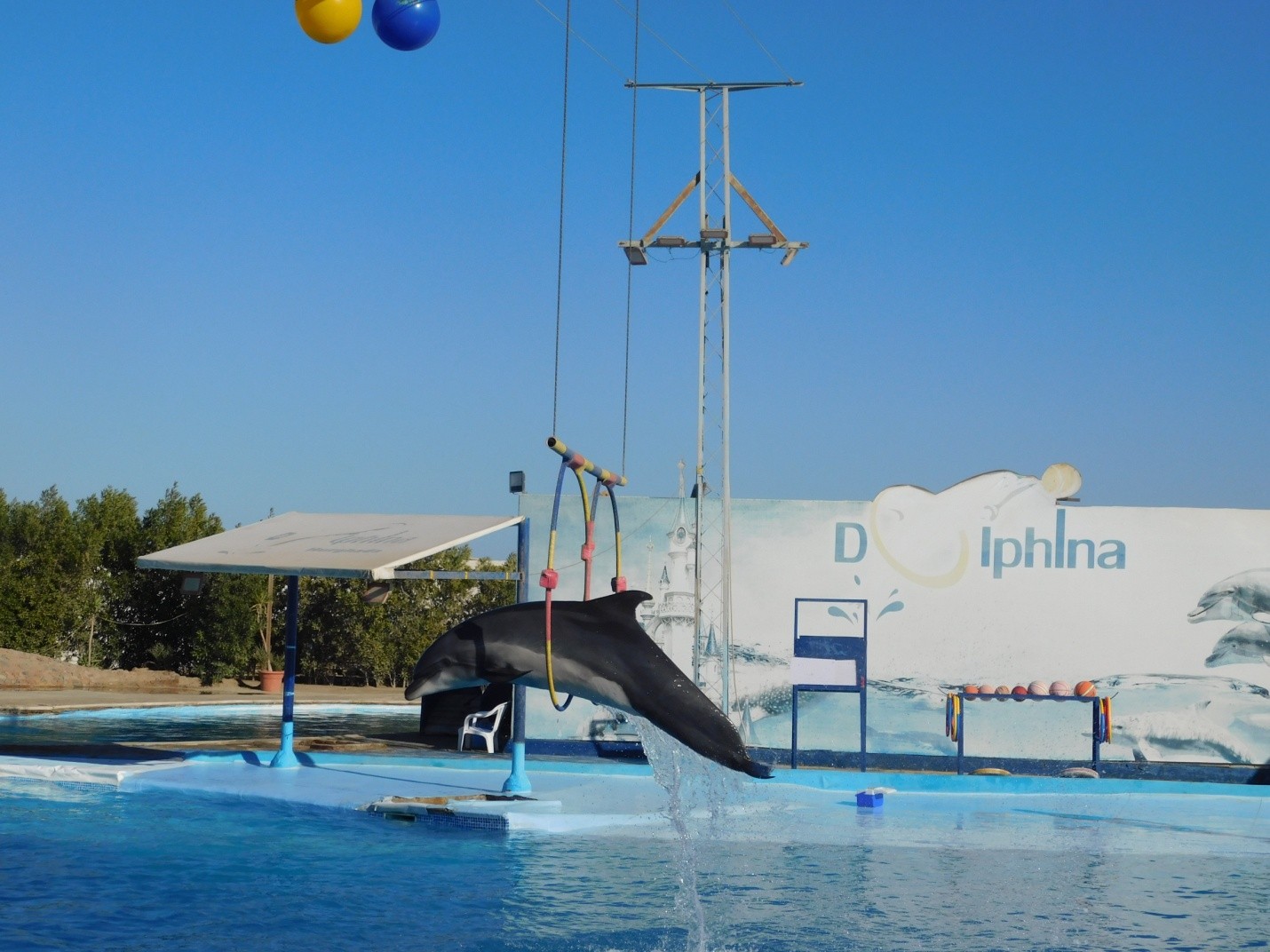 Dolphin Show