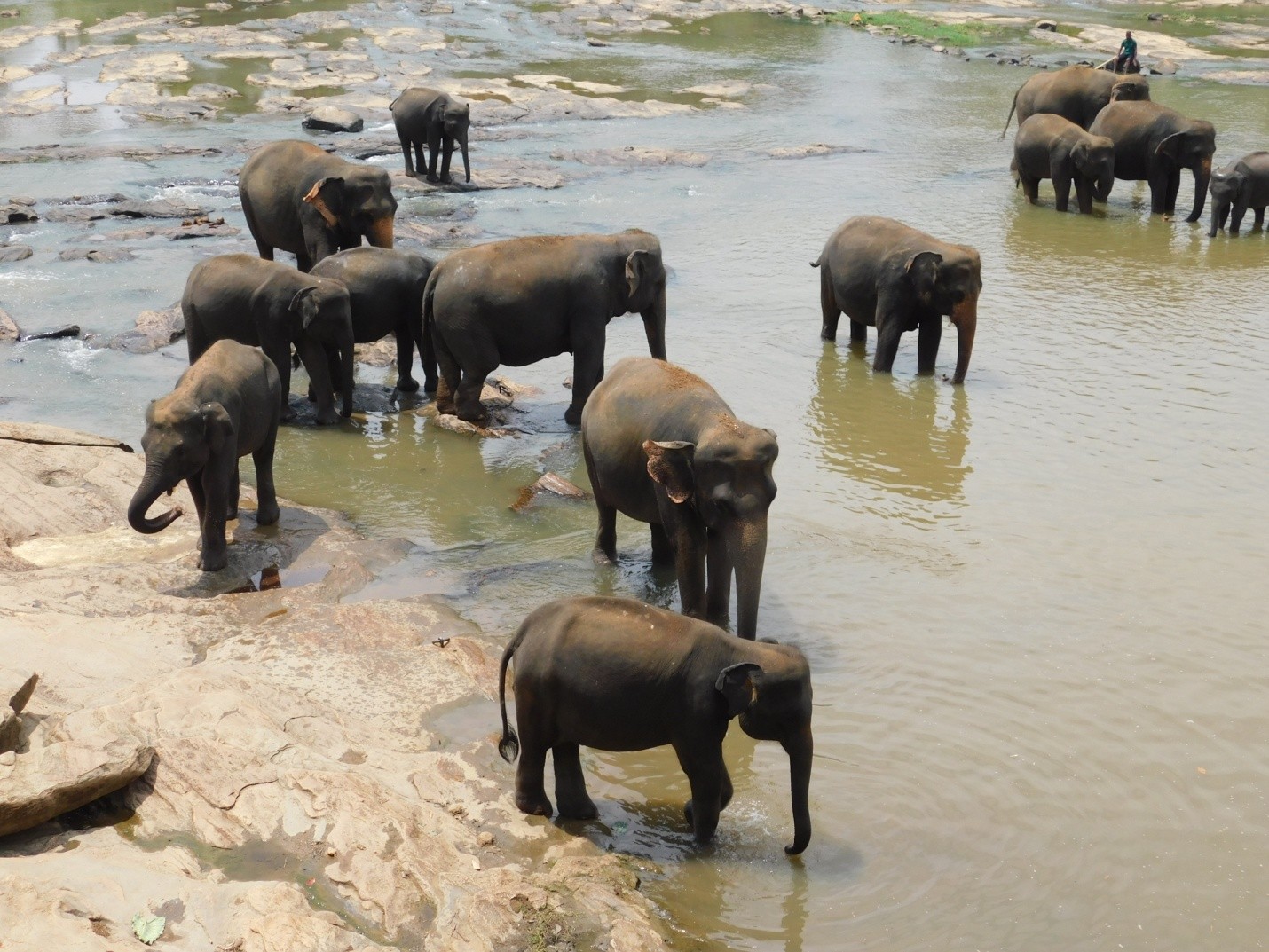 Pinnawala Elephant Orphanage