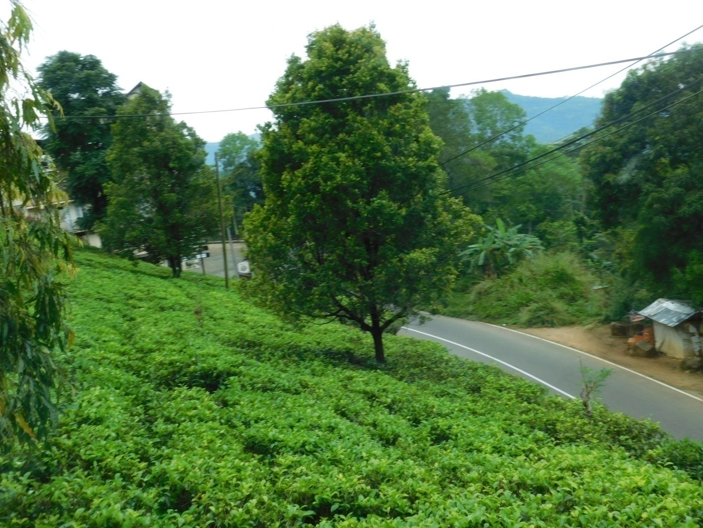 Nuwara Eliya