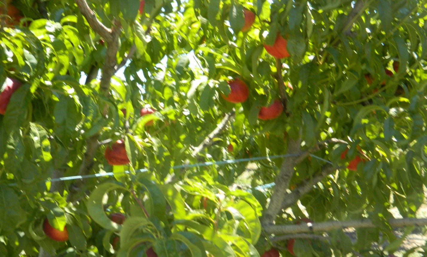 Locked keys Livermore temple