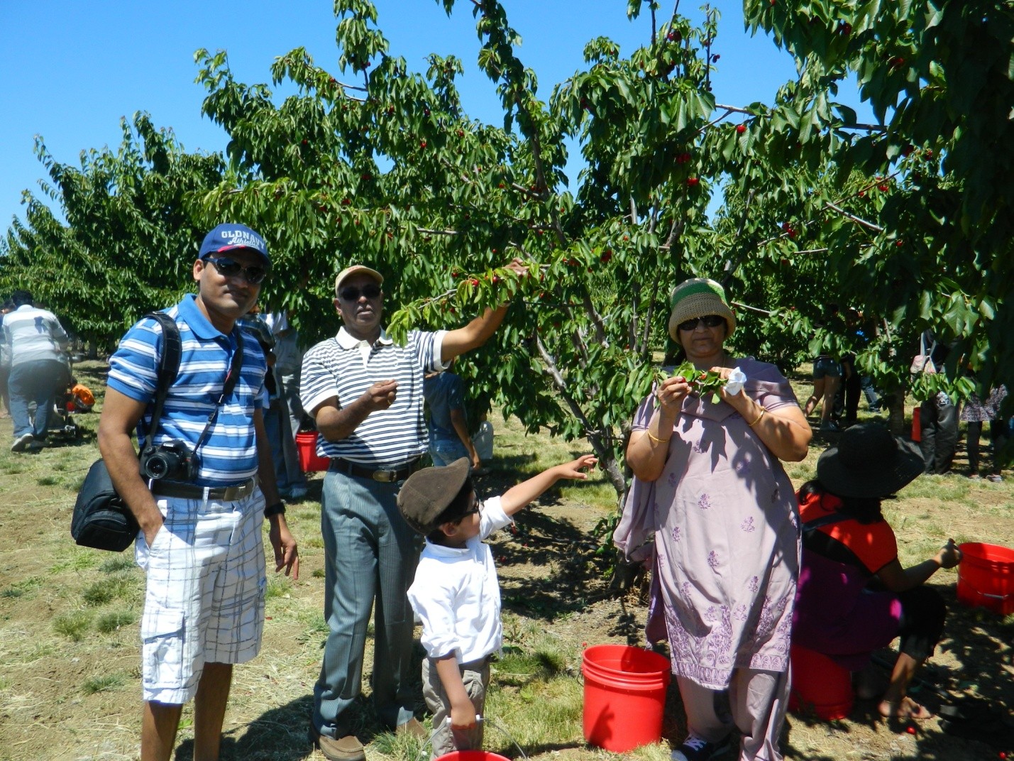 Cherry picking at Brentwood